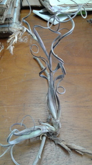 Tillandsia intermedia