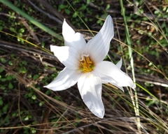 Zephyranthes jamesonii
