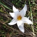 Zephyranthes jamesonii - Photo (c) diapontiamc, some rights reserved (CC BY-NC), uploaded by diapontiamc
