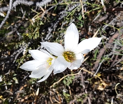 Zephyranthes jamesonii