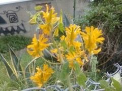 Tropaeolum seemannii
