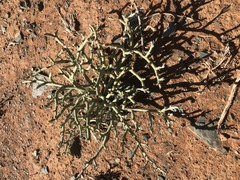 Mesembryanthemum junceum