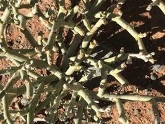 Mesembryanthemum junceum