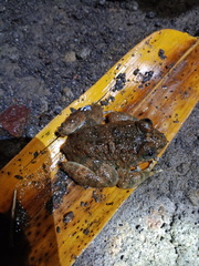 Limnonectes kuhlii