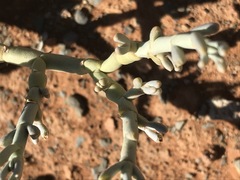 Mesembryanthemum junceum