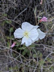Oenothera kunthiana
