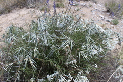 Amsonia longiflora