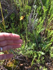 Papaver californicum