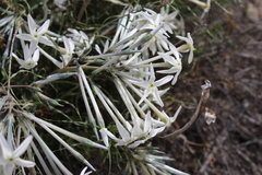 Amsonia longiflora