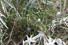 Amsonia longiflora