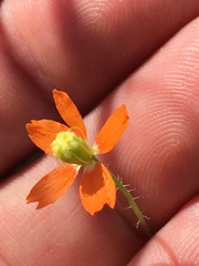 Papaver californicum