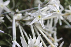 Amsonia longiflora