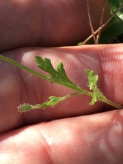 Papaver californicum