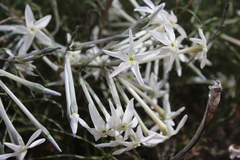 Amsonia longiflora