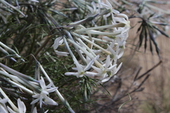 Amsonia longiflora