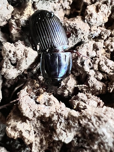 Abacidus permundus photo 3
