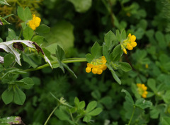 Lotus ornithopodioides