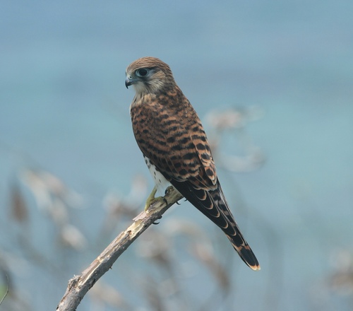 Malagasy Kestrel