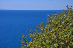 Pistacia atlantica mutica