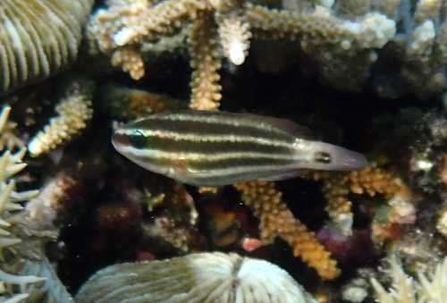 Pacific Bullethead Parrotfish — seen at this dive site