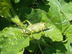 Staleochlora viridicata