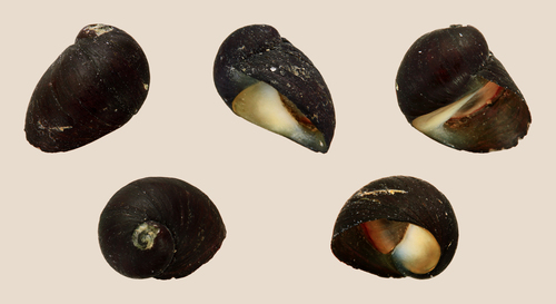 Black Nerite