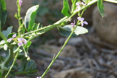 Physorhynchus chamaerapistrum