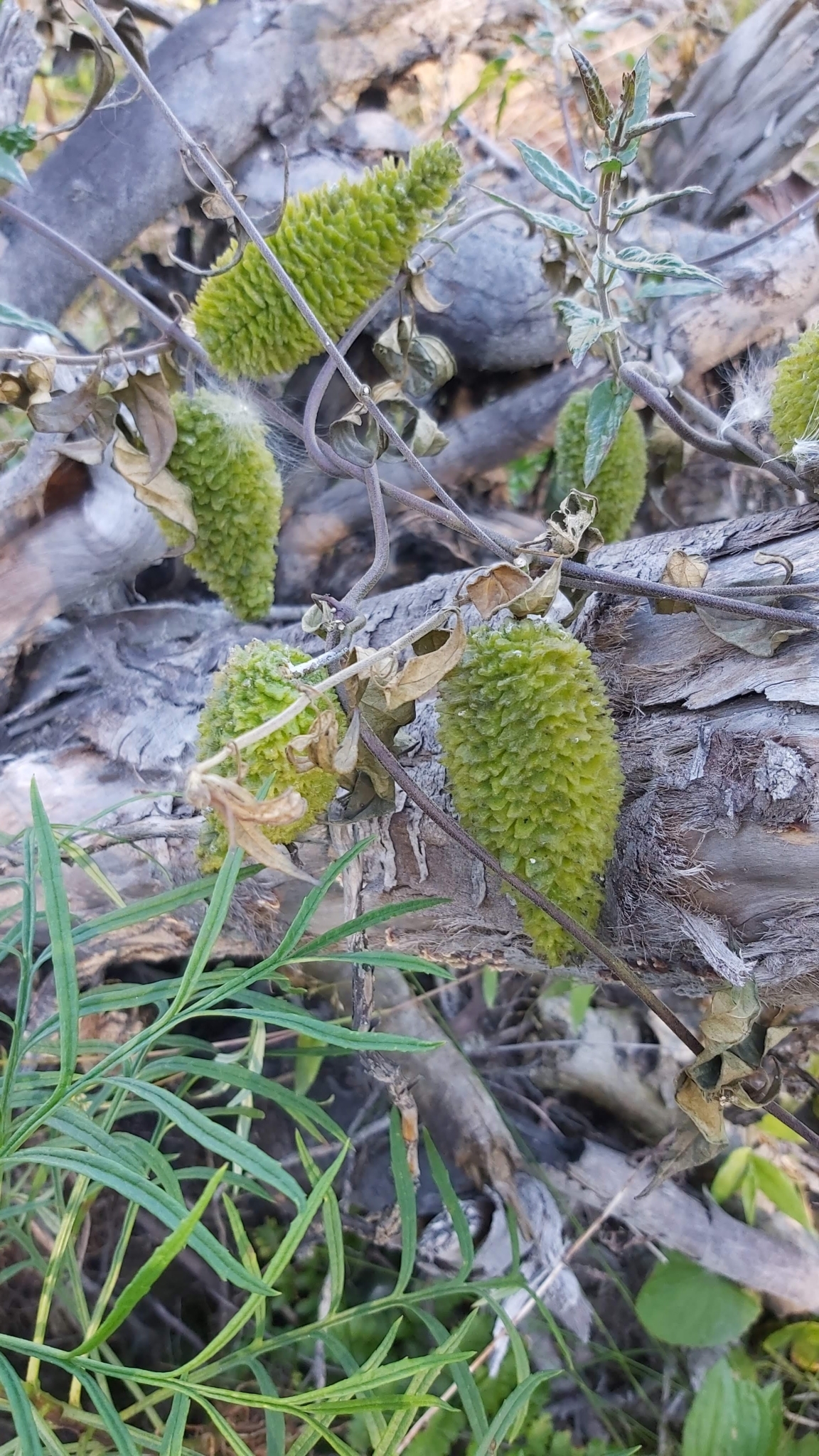 Oxypetalum wightianum