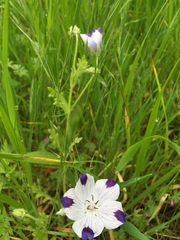 Nemophila maculata