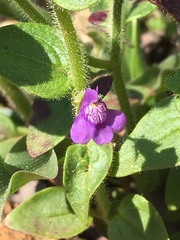 Sairocarpus nuttallianus