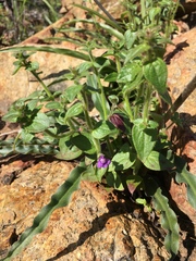 Sairocarpus nuttallianus