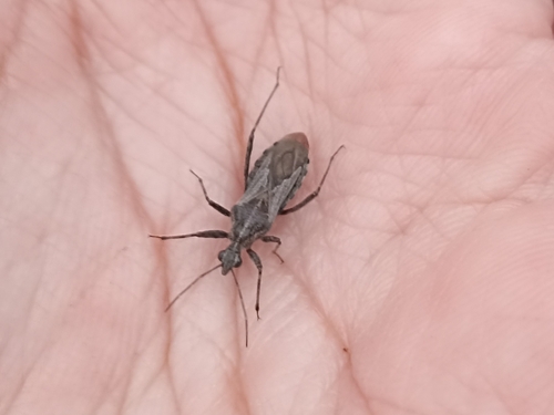 Coranus pericarti