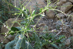 Physorhynchus chamaerapistrum