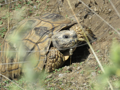 Chelonoidis chilensis