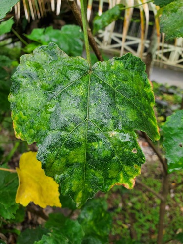 Oidium observed 2023-06-15