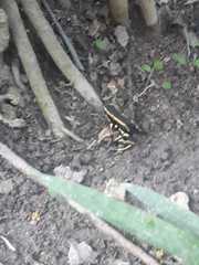 Dendrobates truncatus