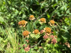 Bupleurum longifolium