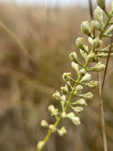 Image of Tofieldia glabra by (c) harrier, some rights reserved (CC BY)
