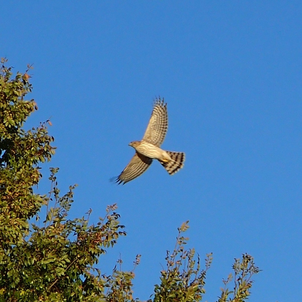 Cooper s hawk in october 2023 by the knower inaturalist