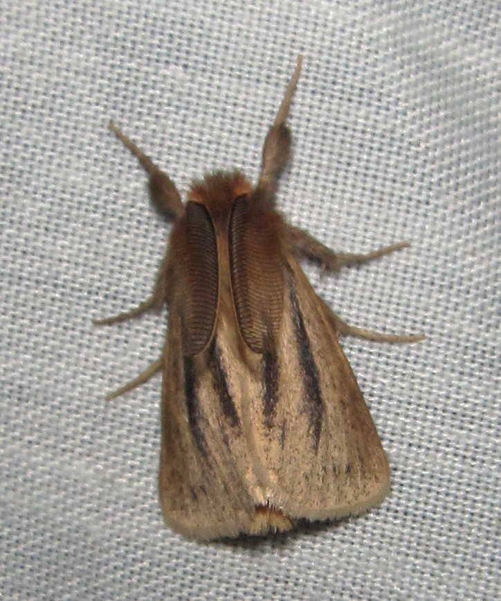 Laelia bifascia