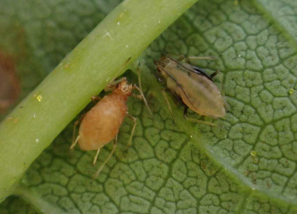 hop aphid
