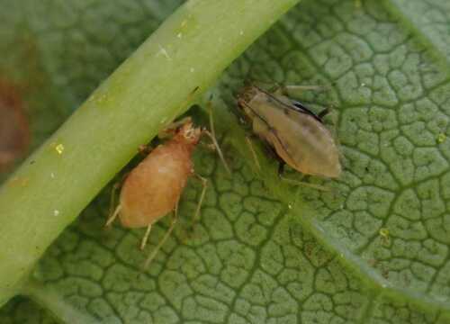 hop aphid