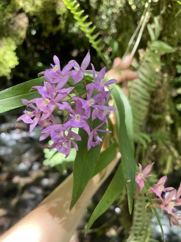Epidendrum pansamalae Schltr.