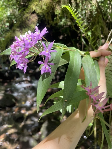 Epidendrum pansamalae Schltr. 2