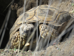 Chelonoidis chilensis