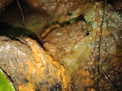 Limnonectes kuhlii