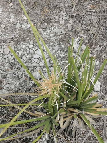 Nolina cespitifera