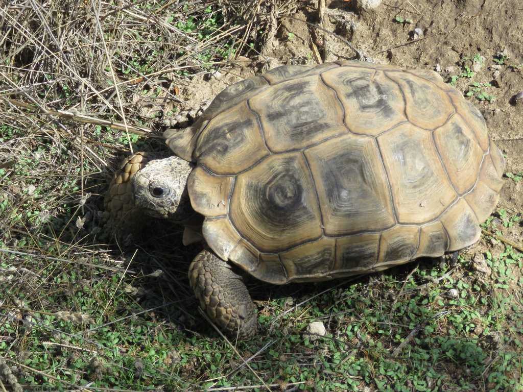 Chaco Tortoise in March 2019 by Guille Ivan Spajic · iNaturalist