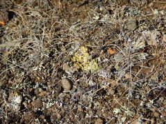 Gyalolechia bracteata