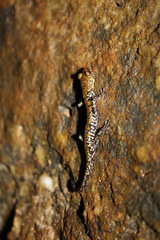 Plethodon petraeus